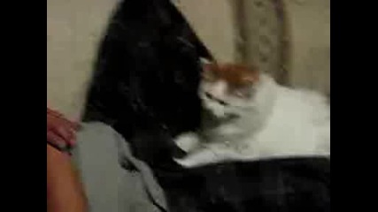 Funny Clip With Cat