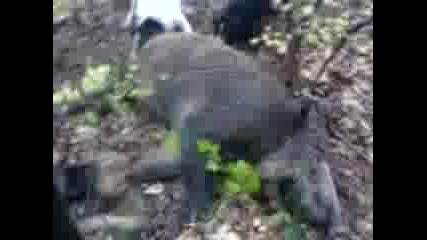 lov - manoli4 5