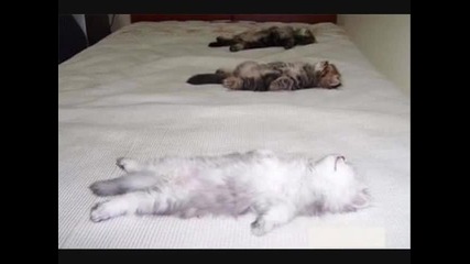 много смешни котки