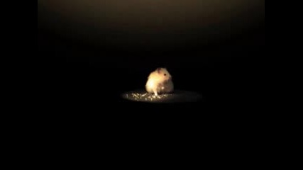 Mice Vs. Hamsters - Salvadord