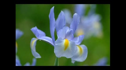 Flowers In Japan
