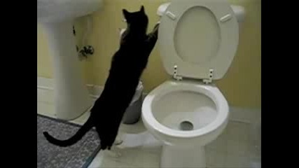 [смях] Котки и Тоалетни
