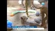 Гепард и домашно куче – неразделни приятели - Новините на Нова