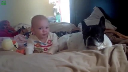 Best Babies and Animals Compilation 2013