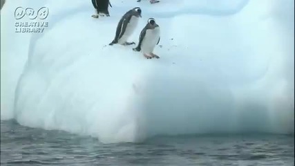 Пингвини се опитват да се качат на Айсберг