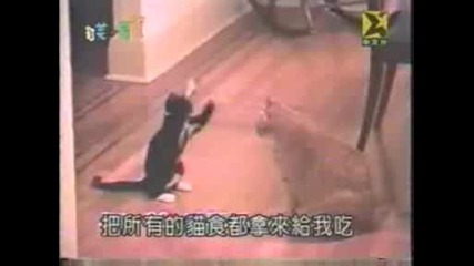 Ninja Cat