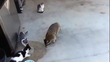Енот си краде хруски!
