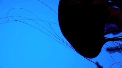 The Earth:amazing Aquarium Jellyfish *hq* 