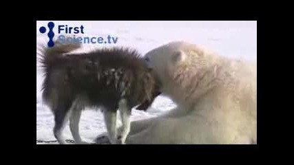 Polar bears and dogs 
