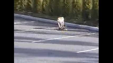 куче спортист
