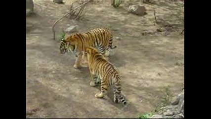 битка между тигри