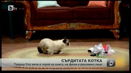Grumpy Cat продължава звездната си кариера