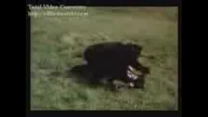 скеч Benny Hill - Kung Fu.3gp