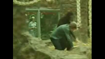 golemi idioti