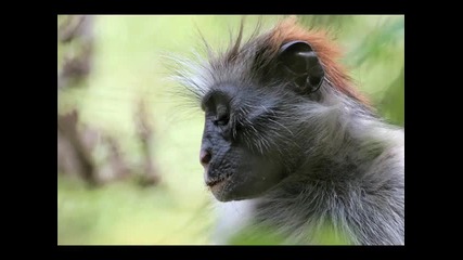 Midway - Monkey Forest Original Mix 