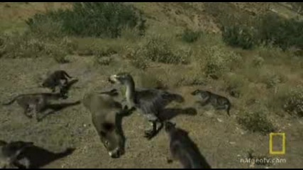 Terror Bird vs. Wolves