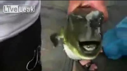 Риба яде ламарина