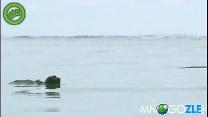 Ленивец плува