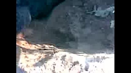 lisica v dupka