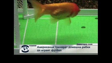 Домашни рибки играят футбол 