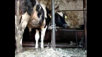 Na Pancho Teleto Koeto Vika Mama