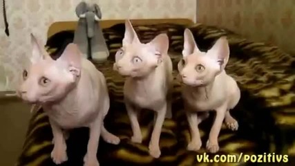 Смешни котета се движат в синхрон
