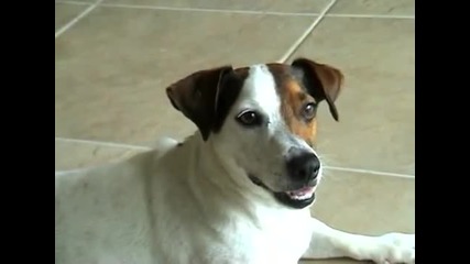 Rapping Dog Likes Hot Girl
