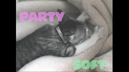 Very Funny Cats Part 11