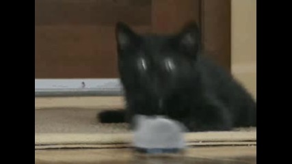 Котка срещу мишка робот