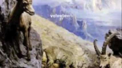 Velveteen - L.s.p. Wars 