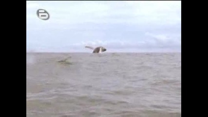 Survivor 3 Епизод 27 - 07.11.2008(част 1)