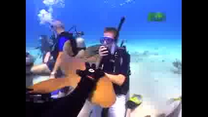 Dangerous - Shraks