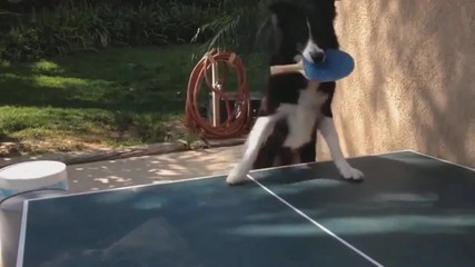 Куче играе тенис на маса със стопанина си