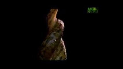 Weird True & Freaky - Wtf - Leopard Slug Mating