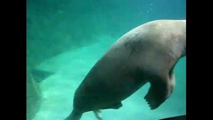 Морж си прави ... ;dd 