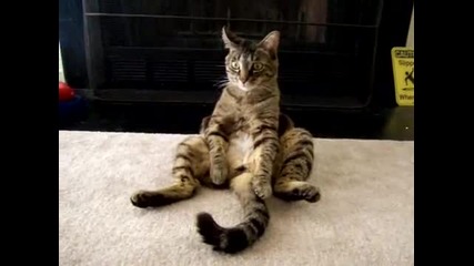 Смешна седяща котка