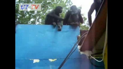 Маймуни Нападат Екипа На Survivor