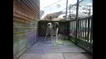 kangal