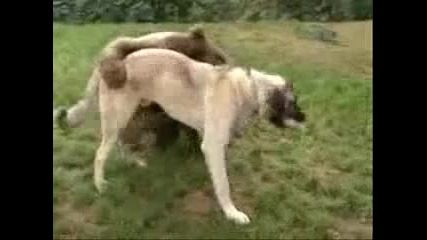 Мечка и куче живеят заедно 