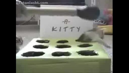 игра - Ударете котенцето 