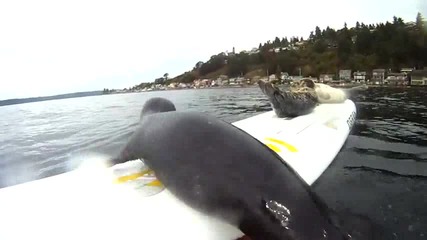 Малки тюленчета се опитват да сърфират