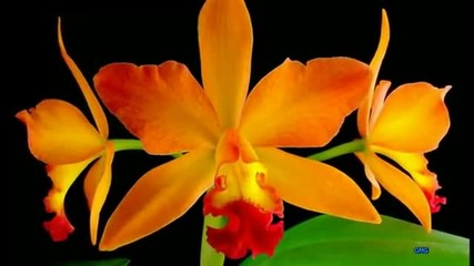 Нежност орхидеи - за приятели