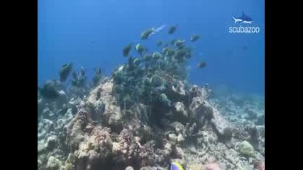 Подводната Красота на Малдивите