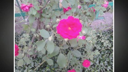 Розите - майска красота !