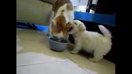 cute puppy vs cat