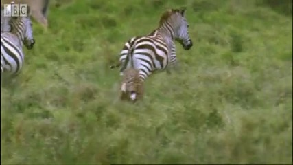 Bbc - Гепард на лов за зебри