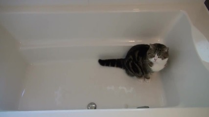 Котето Мару си игра с топче във ваната .. Сладур