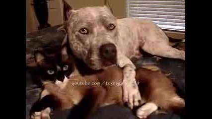 Pitbull And Cat