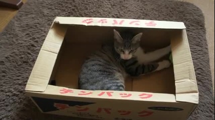 Котка в кутия