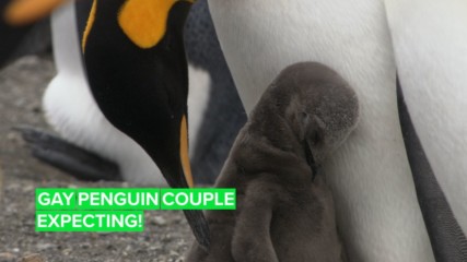 Egg Watch: A gay penguin couple is expecting